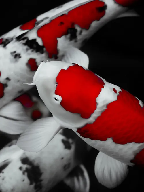Koi Fish